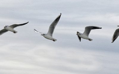 Kombinatorikai feladatok